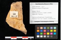 Foto (Objekt + Etikett) von Sphaeria podogonii Ettingshausen (NHMW-GEO-2024-0188-0050)